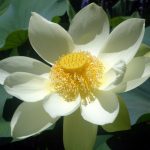 A perfect Lotus flower taken in Brisbane Botanical Gardens Queensland Australia