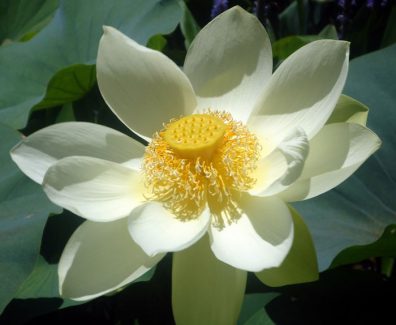 A perfect Lotus flower taken in Brisbane Botanical Gardens Queensland Australia