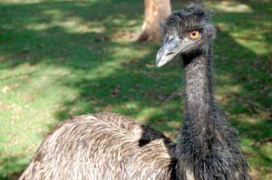 Emu bird in zoo Brisbane Australia