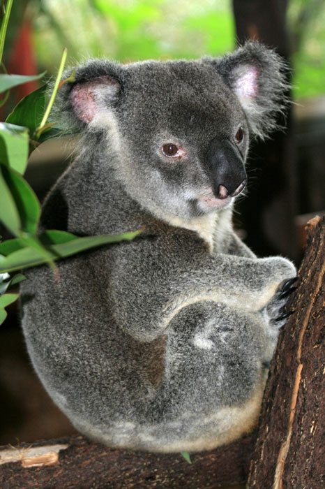 Koala Brisbane Australia