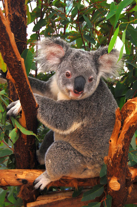 Koala Brisbane Australia