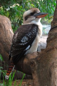 Kookaburra in Brisbane