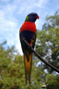 Parrot at tree Brisbane Australia
