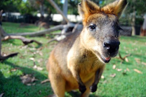 Wallaby at park Brisbane Australia